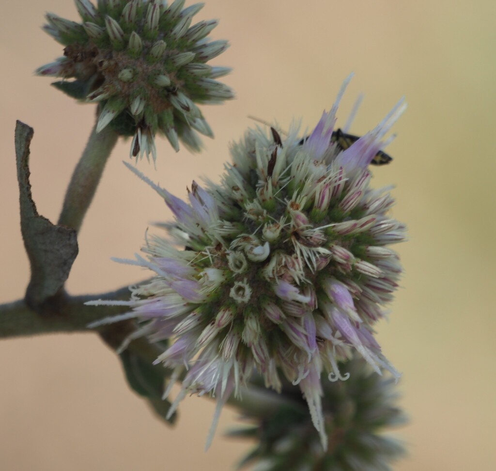 Eremanthus goyazensis