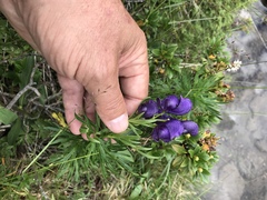 Aconitum tauricum