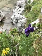 Aconitum tauricum