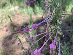 Ipomopsis macrosiphon