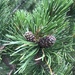 Mountain Pine - Photo (c) John Reiss, some rights reserved (CC BY-NC), uploaded by John Reiss