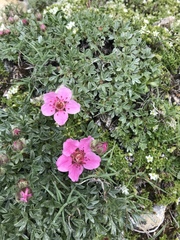 Potentilla nitida