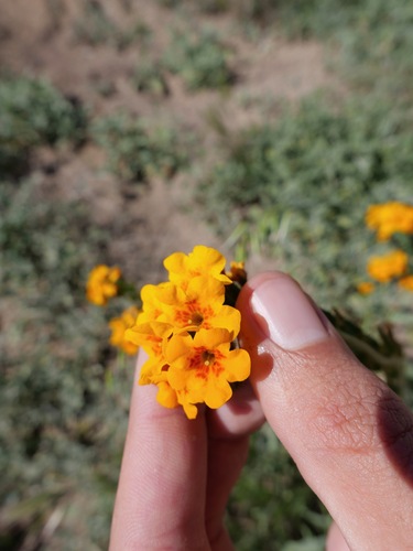 Green fiddleneck (Amsinckia vernicosa)