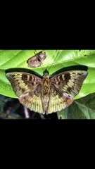 Euthalia monina monina