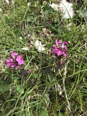 Pedicularis rostratocapitata
