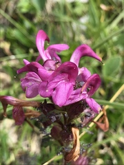 Pedicularis rostratocapitata