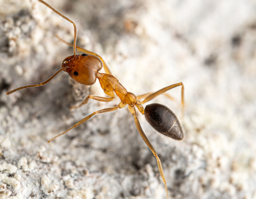 Tapinoma flavidumTapinoma flavidum