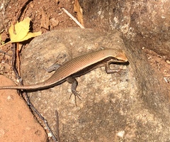 Eutropis madaraszi