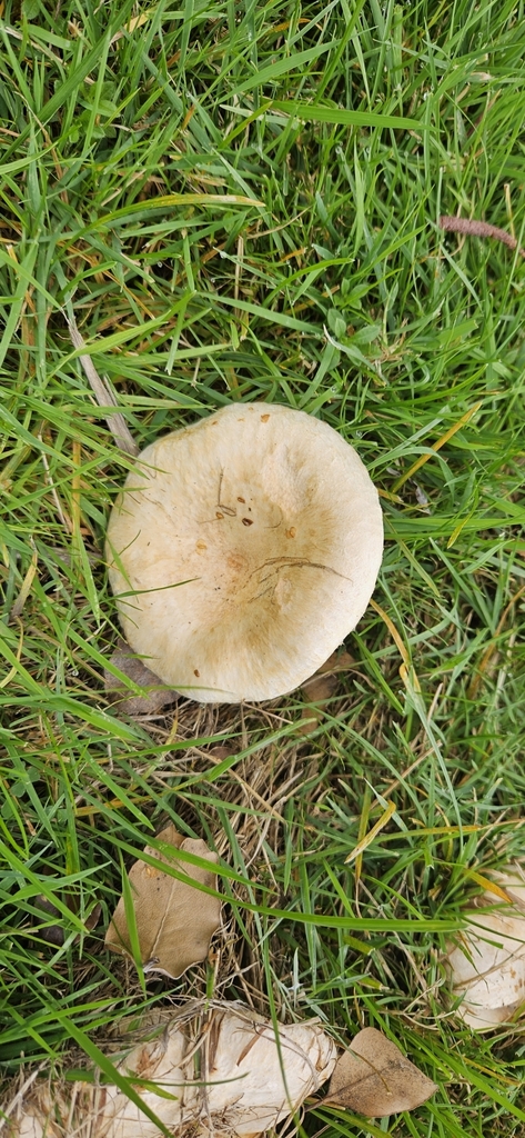 Lactarius pubescens · March 2025 · photo: © shane212 (iNaturalist, cc0)