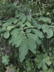 Lonicera nigra