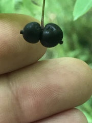Lonicera nigra