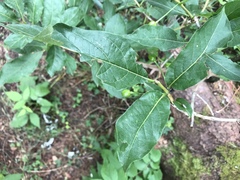 Lonicera alpigena