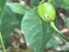 Lonicera alpigena