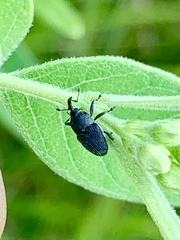 Odontocorynus umbellae