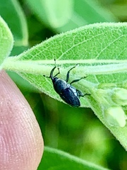 Odontocorynus umbellae