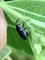 Odontocorynus umbellae