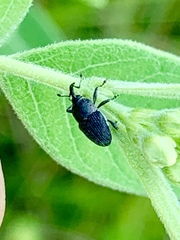 Odontocorynus umbellae