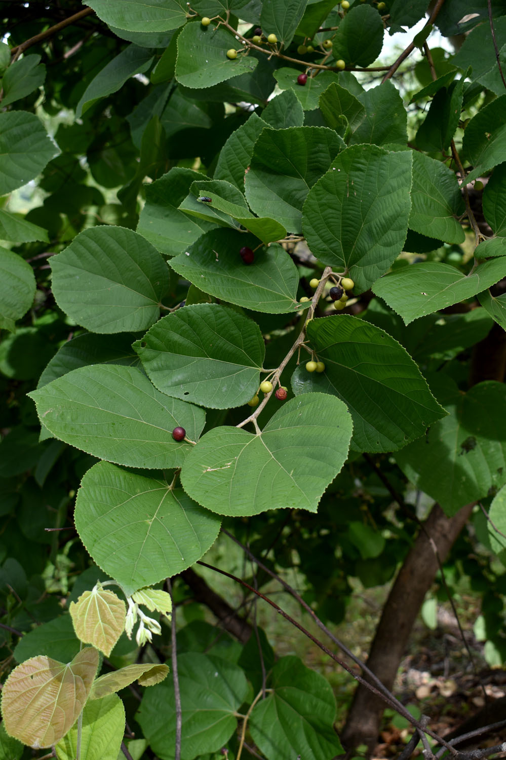 Imagem de Phalsa