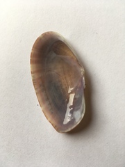 Gari convexa