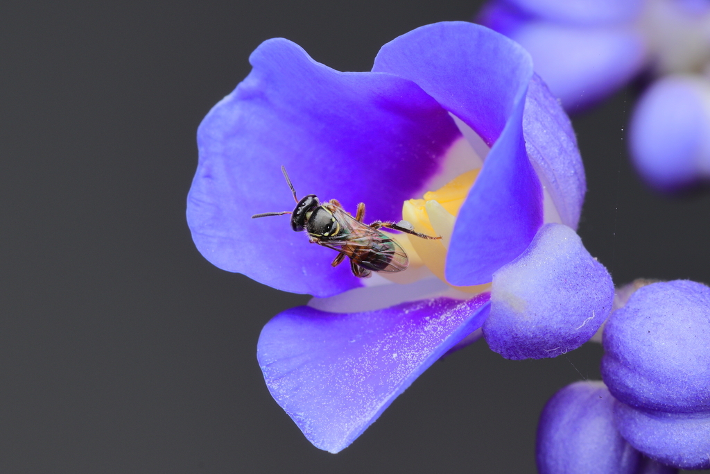 Plebeia
