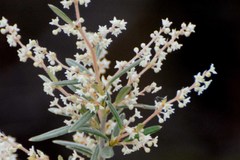 Trymalium ledifolium