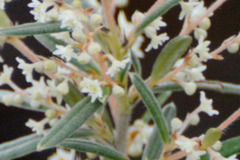 Trymalium ledifolium