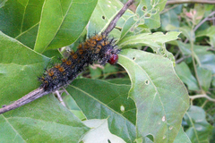 Hemileuca maia maia