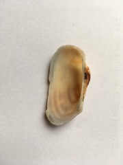 Barbatia novaezealandiae