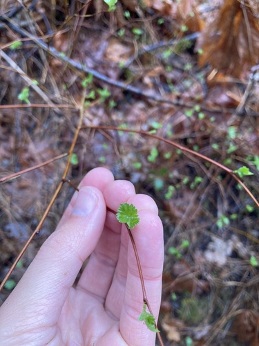 Shasta Snow Wreath foliage