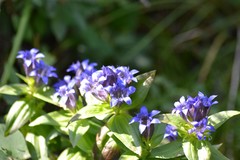 Gentiana dschungarica