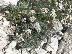 Achillea clavennae