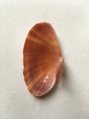 Gari convexa