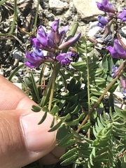 Oxytropis montana