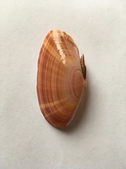 Gari convexa