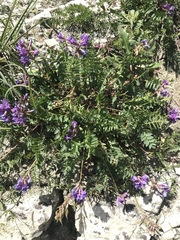 Oxytropis montana