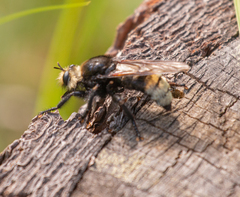 Laphria gibbosa