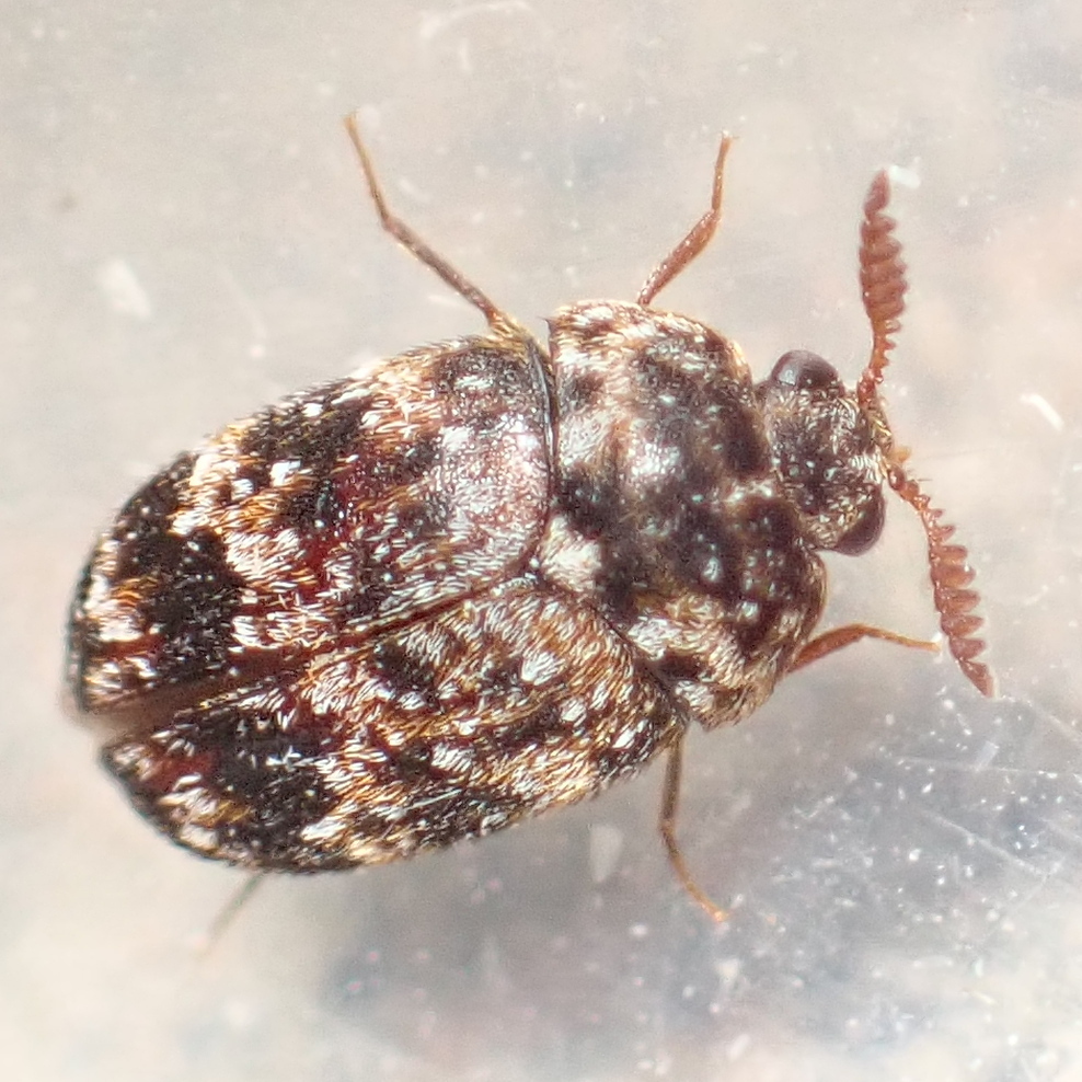 Ornate Carpet Beetle