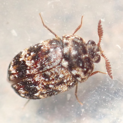 Ornate Carpet Beetle
