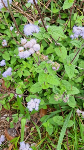 Ageratum houstonianum observed 2025-03-30