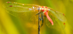 Sympetrum pallipes