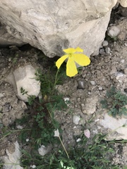 Papaver alpinum