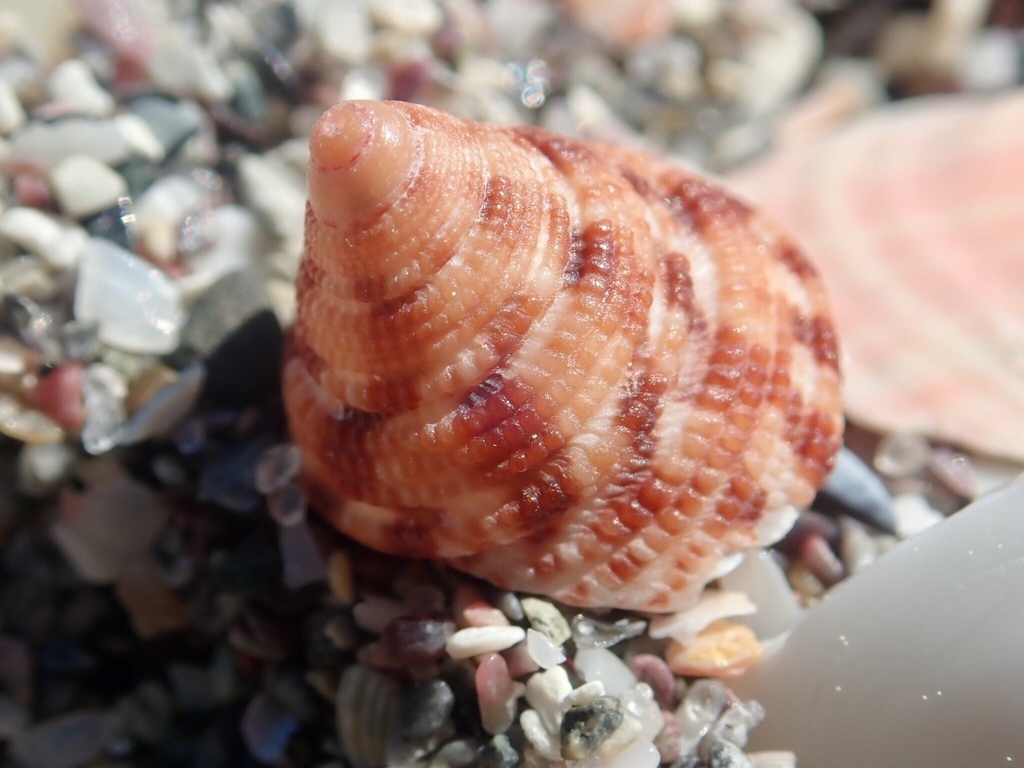 Clanculus