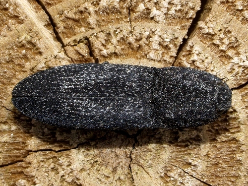 Lacon punctatus