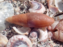 Isara carbonaria