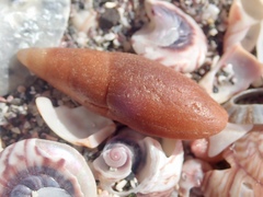 Isara carbonaria