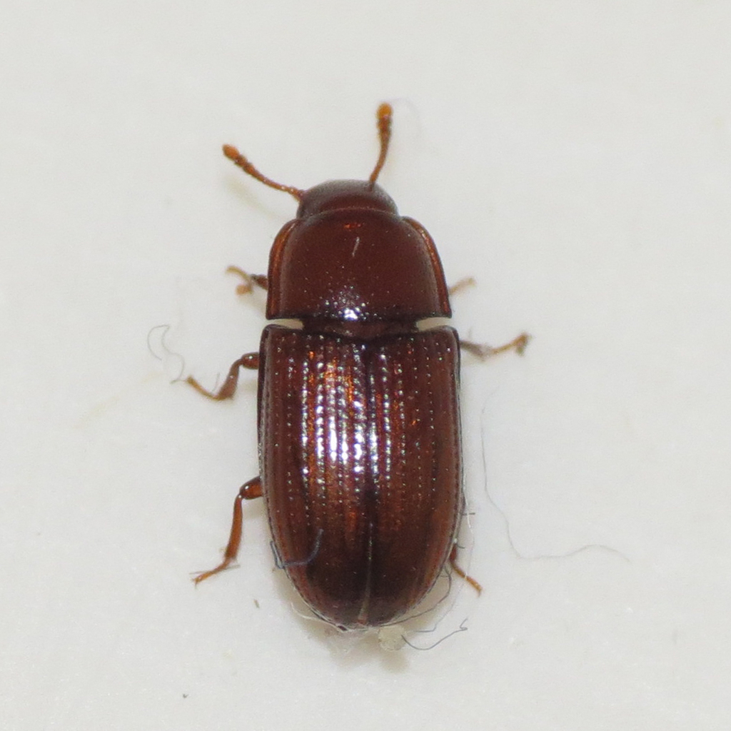 Penetini