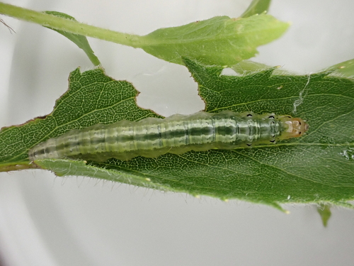 Hahncappsia marculenta photographed on goldenrod