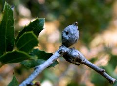 Plagiotrochus panteli