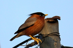 Brahminy Starling photo 2