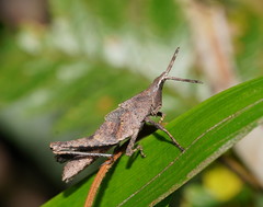 Desmoptera truncatipennis